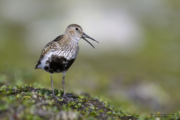 Alpenstrandläufer (Calidris alpina) im Brutkleid
