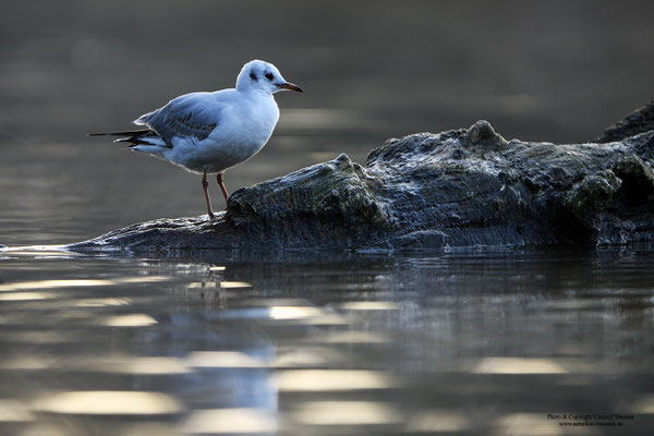 Lachmöwe (Larus ridibundus)