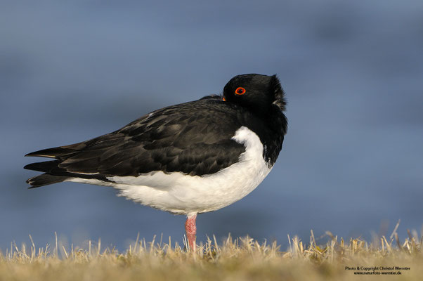Austernfischer (Haematopus ostralegus), ruhend