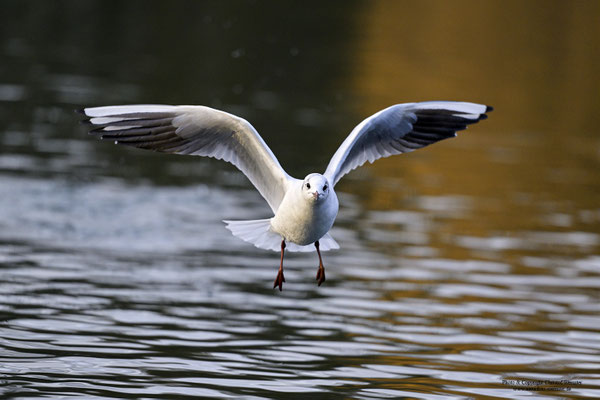 Lachmöwe (Larus ridibundus)