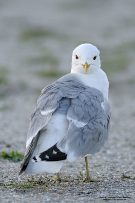Sturmmöwe (Larus canus)