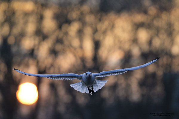 Lachmöwe (Larus ridibundus) bei Sonnenuntergang