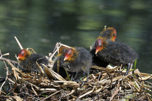 Blässhuhn (Fulica atra), Jungvögel auf dem Nest