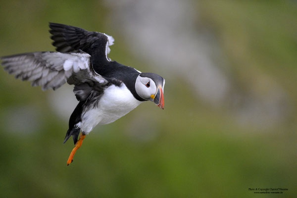 Papageitaucher im Flug