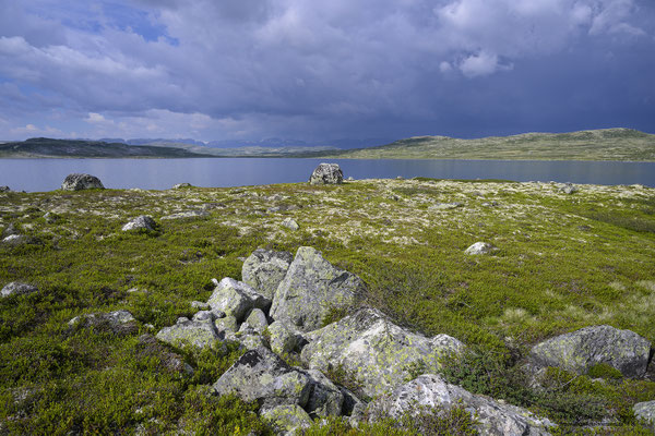 Storekraekkja, Hardangervidda