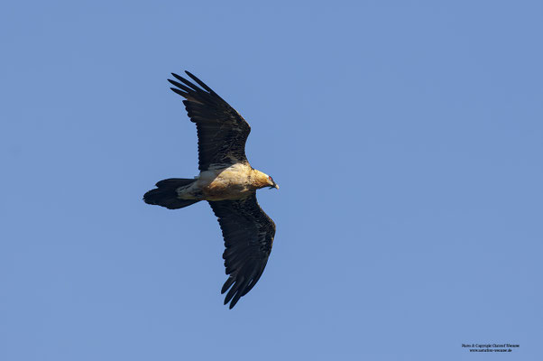 Bartgeier (Gypaetus barbatus)