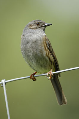 Heckenbraunelle (Prunella modularis)