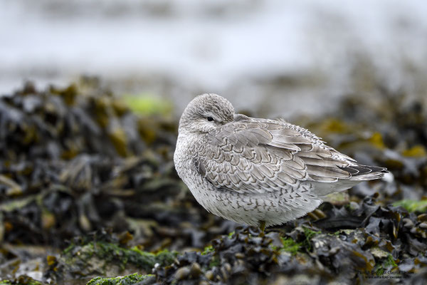 Knutt (Calidirs canutus)