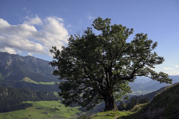 Baum und Zahmer Kaiser