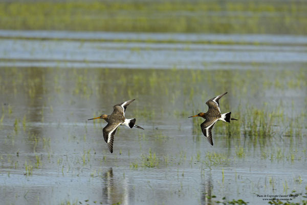 Uferschnepfe (Limosa limosa), Paar im Flug