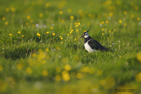 Kiebitz (Vanellus vanellus)