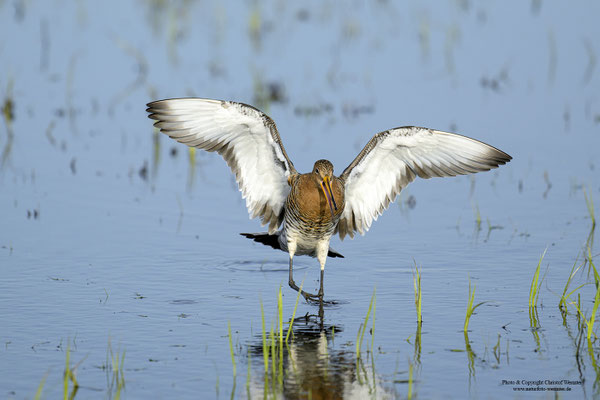 Uferschnepfe (Limosa limosa) landend