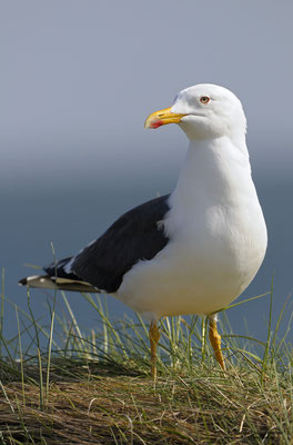 Heringsmöwe (Larus fuscus)