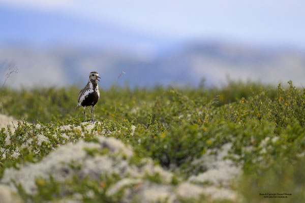 Goldregenpfeifer (Pluvialis apricaria)