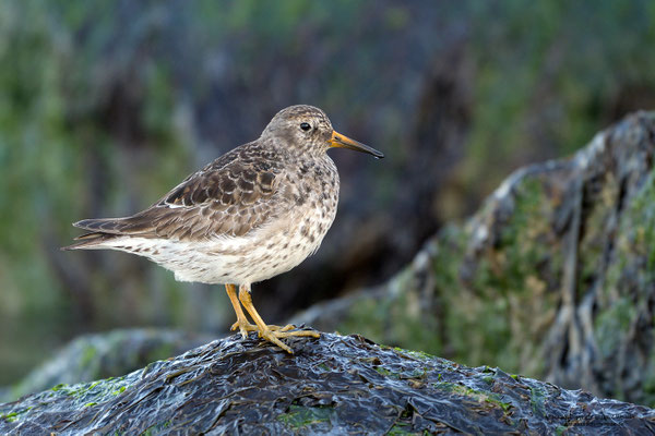 Meerstrandläufer (Calidris maritima)