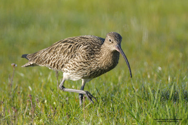 Großer Brachvogel (Numenius arquata)