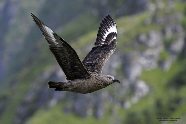 Skua (Stercorarius skua)