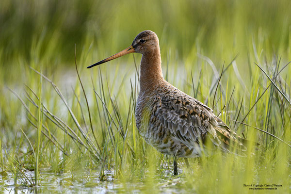 Uferschnepfe (Limosa limosa)
