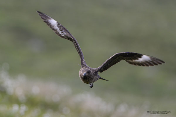 Skua (Stercorarius skua)