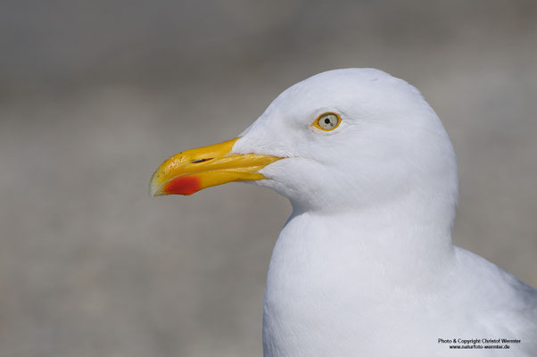 Silbermöwe (Larus argentatus), Portrait