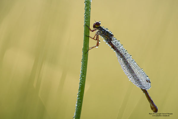 Späte Adonislibelle (Ceriagrion tenellum)
