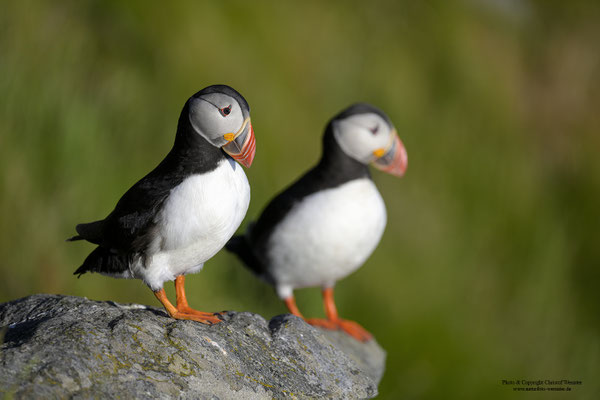 Papageitaucher, Paar