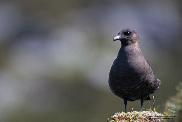 Schmarotzerraubmöwe (Stercorarius parasiticus)