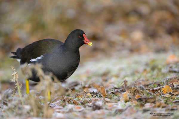 Teichhuhn (Gallinula chloropus)
