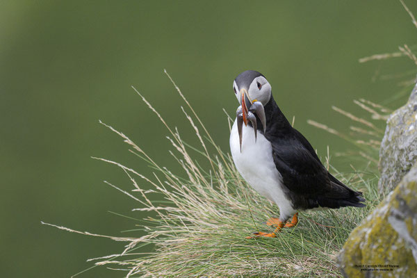 Papageitaucher mit Fisch