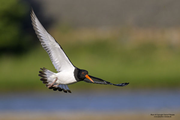 Austernfischer (Haematopus ostralegus) im Flug