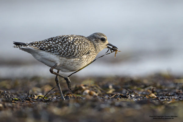 Kiebitzregenpfeifer (Pluvialis squatarola)