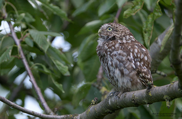 Steinkauz (Athene noctua), Jungvogel