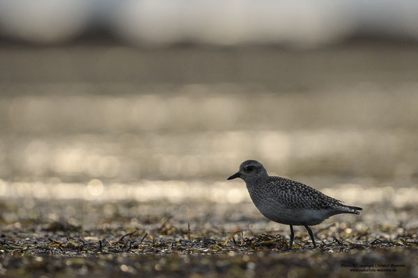 Kiebitzregenpfeifer (Pluvialis squatarola)