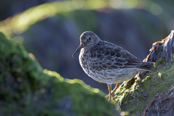 Meerstrandläufer (Calidris maritima)