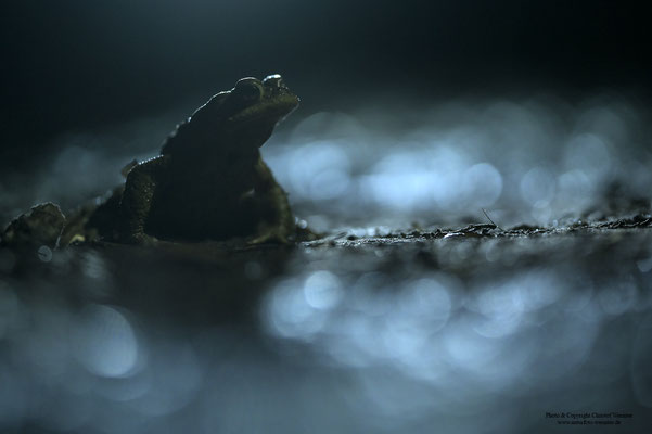 Erdkrötenmännchen (Bufo bufo)