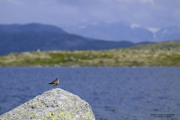 Alpenstrandläufer (Calidris alpina) im Brutkleid