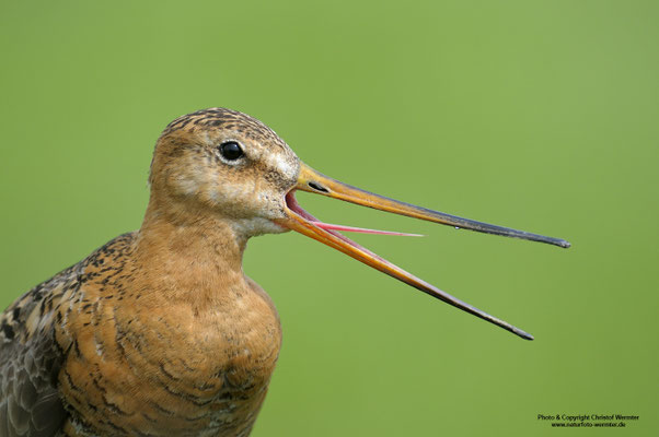 Uferschnepfe (Limosa limosa)