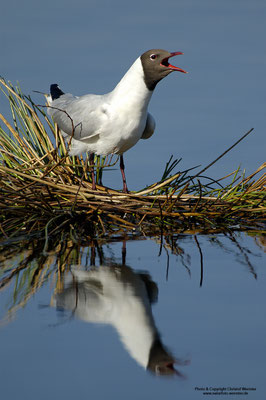 Lachmöwe (Larus ridibundus)