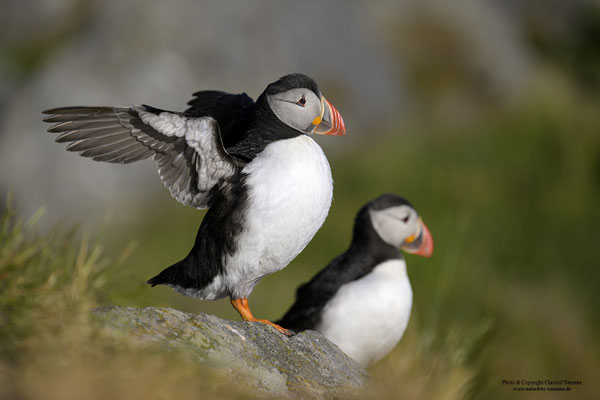 Papageitaucher, Paar