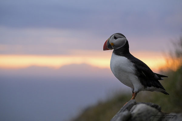 Papageitaucher bei Sonnenuntergang