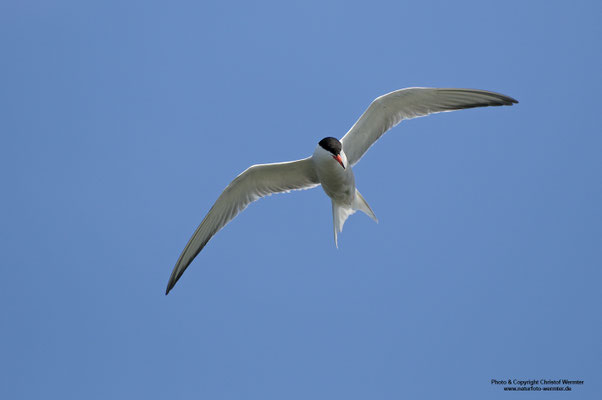 Flussseeschwalbe (Sterna hirundo)