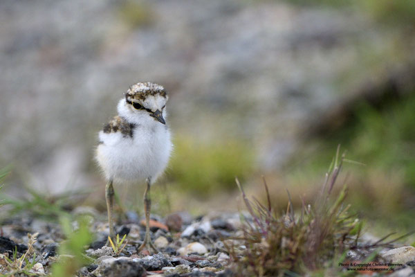 Flussregenpfeifer (Charadrius dubius), Jungvogel
