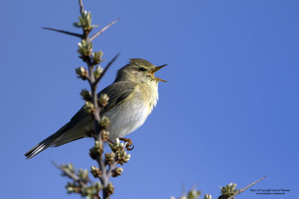 Fitis (Phylloscopus trochilus)