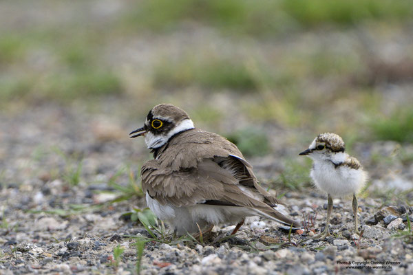 Flussregenpfeifer (Charadrius dubius) hudert Jungvögel
