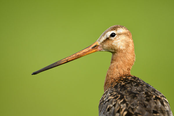 Uferschnepfe (Limosa limosa)