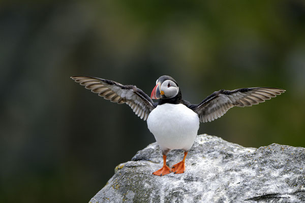 Papageitaucher flügelschlagend