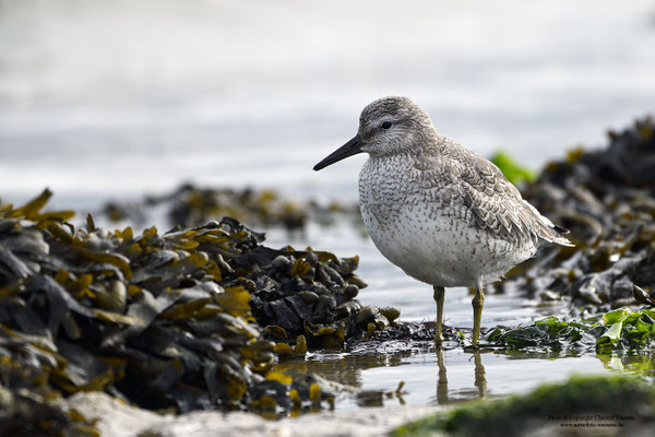 Knutt (Calidirs canutus)