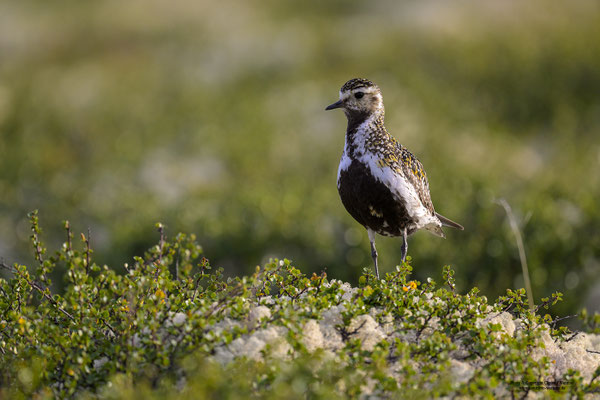 Goldregenpfeifer (Pluvialis apricaria)