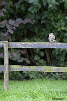 Steinkauz (Athene noctua)