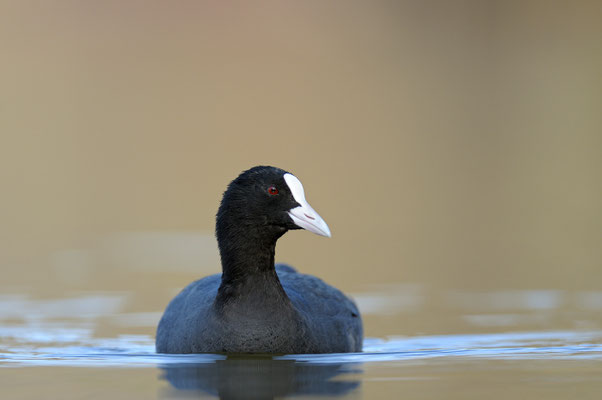 Blässhuhn (Fulica atra)